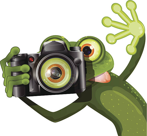 ilustraciones, imágenes clip art, dibujos animados e iconos de stock de rana con una cámara - photographer frog camera humor