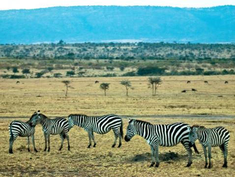 Group of zebras stands on grass against the Savannah