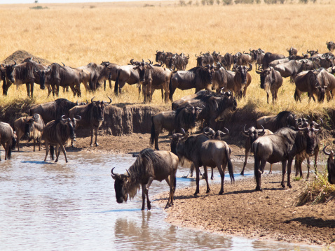 herd of wildebeest stands on  banks the river on a background of grass