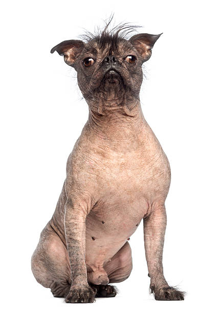 Hairless Mixed-breed dog sitting and looking at the camera Hairless Mixed-breed dog, mix between a French bulldog and a Chinese crested dog, sitting and looking at the camera in front of white background ugly dog stock pictures, royalty-free photos & images