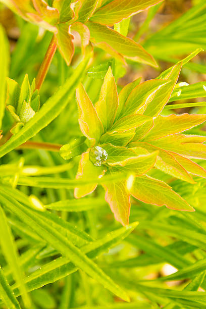 Drop of Water on Peony Leaf stock photo