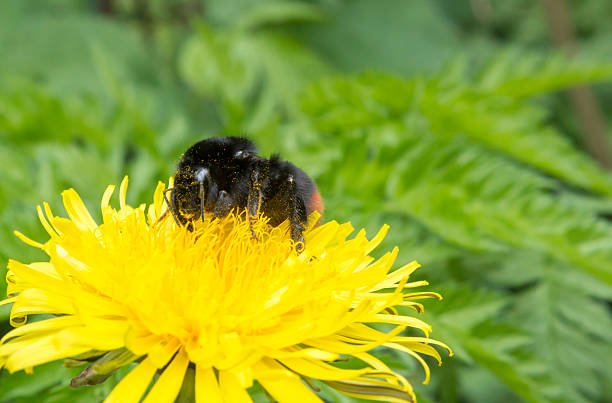 Bumble Bee Collecting Pollen from Dandelion stock photo