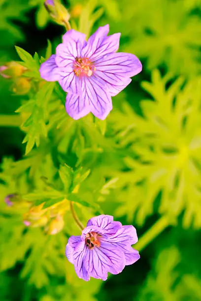 Close up of two geranium flowers