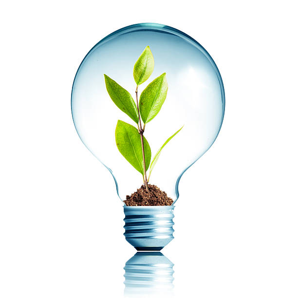 Light Bulb with green plant inside stock photo