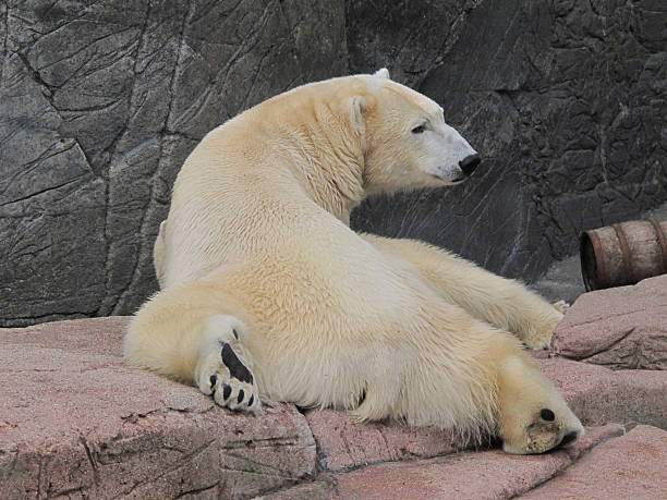 istock Polar bear relaxing, Ursus maritimus 450339057