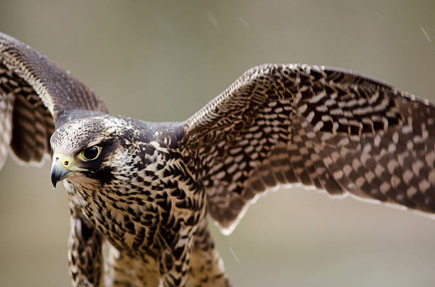 Young Merlin, Falco columbarius Detail of a young Merlin, Falco columbarius falco columbarius stock pictures, royalty-free photos & images