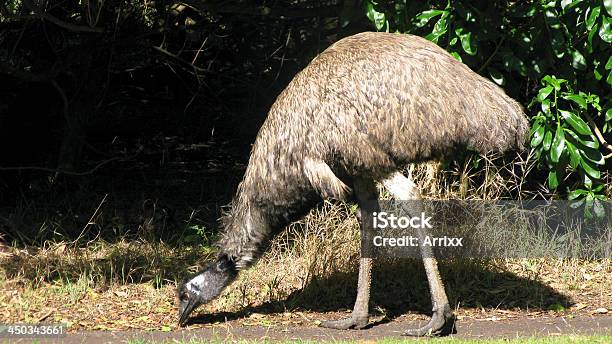 Emú Foto de stock y más banco de imágenes de Aire libre - Aire libre, Animal, Australia