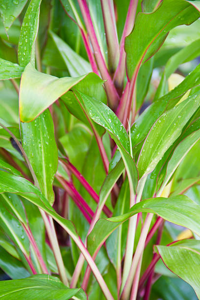 istock Cordyline leaves background 450355731