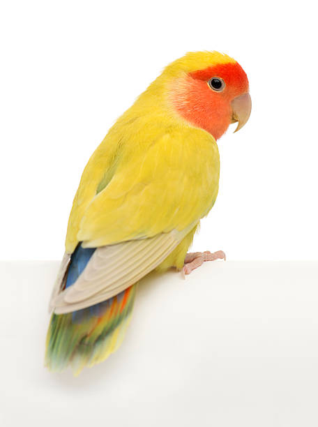 istock Rosy-faced Lovebird, Agapornis roseicollis 450355803