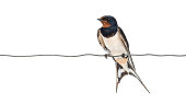 Barn Swallow, Hirundo rustica, perched on a wire