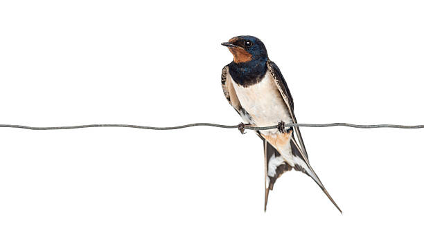 Barn Swallow, Hirundo rustica, perched on a wire Barn Swallow, Hirundo rustica, perched on a wire against white background hirundo rustica stock pictures, royalty-free photos & images