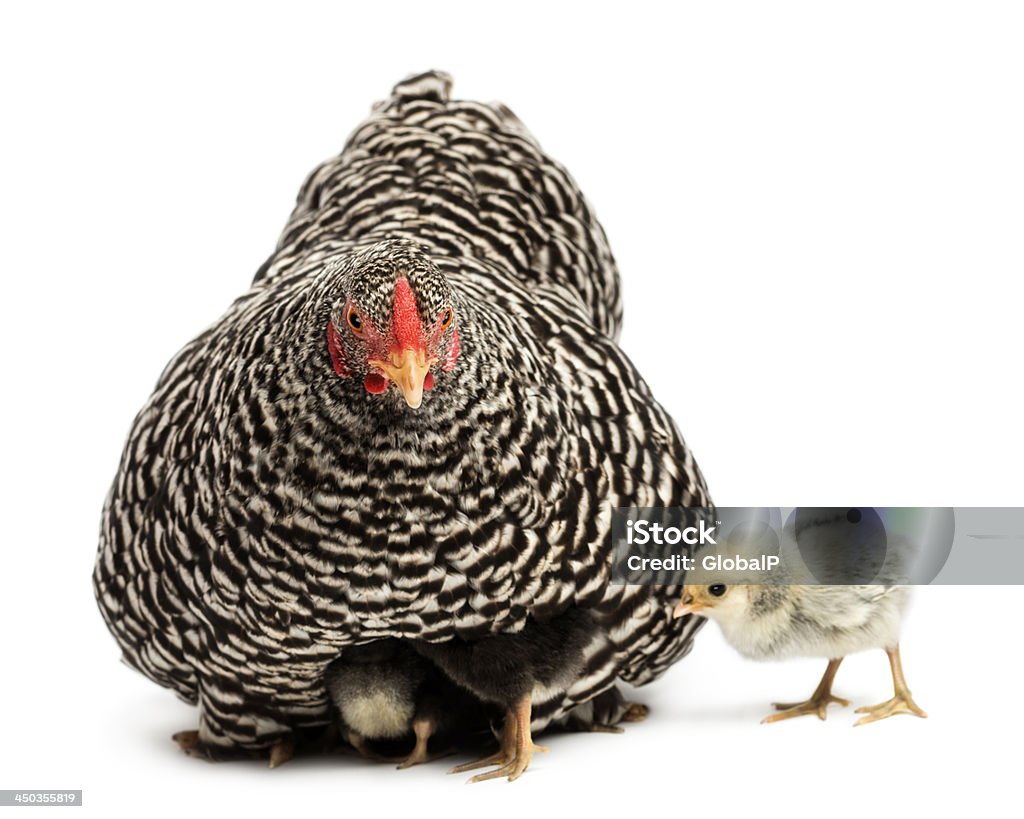 Chicks 숨음 받고 구슬눈꼬리 헨 - 로열티 프리 아래 스톡 사진