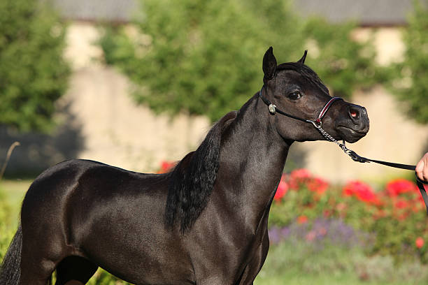 istock American miniature horse standing 450355885