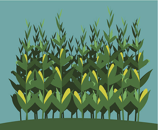 Cropfield a fully editable horizontal illustration of a cornfield in front of a blue sky for any farm or agricultural concepts corn crop stock illustrations