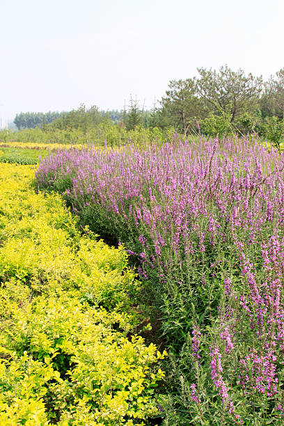 istock lythrum salicaria flowers 450366133