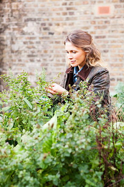 Woman Picking Fresh Herbs stock photo