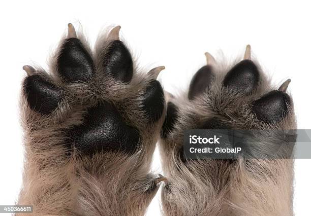 Closeup Of Puppys Paws 4 Weeks Old Isolated On White Stock Photo - Download Image Now
