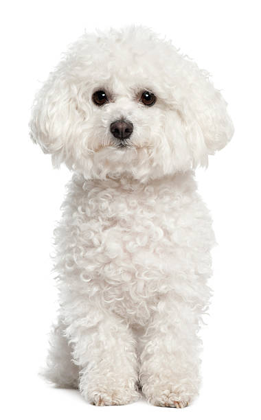비숑프리제, 5 세, 휴식 흰색 바탕에 그림자와 - nature dog alertness animal 뉴스 사진 이미지