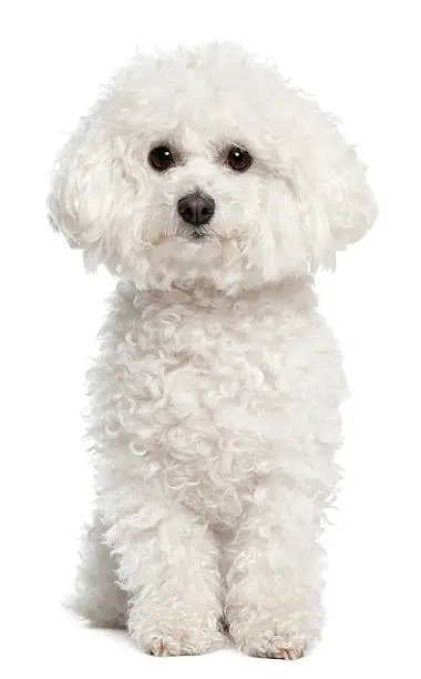 Bichon frise, 5 years old, sitting in front of white background