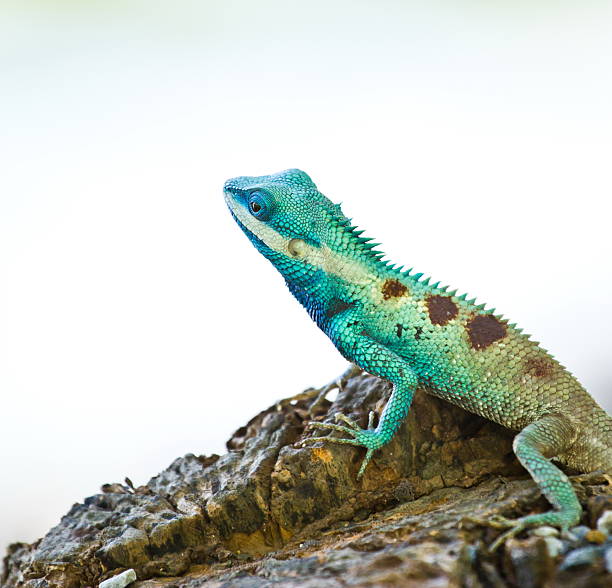 iguana azul na natureza - foto de acervo