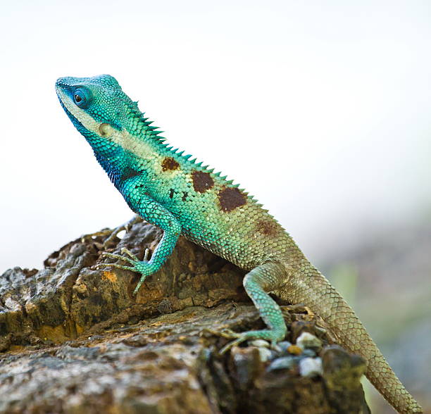 istock Blue iguana in the nature 450366697