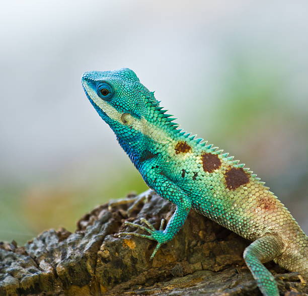 istock Blue iguana in the nature 450366707