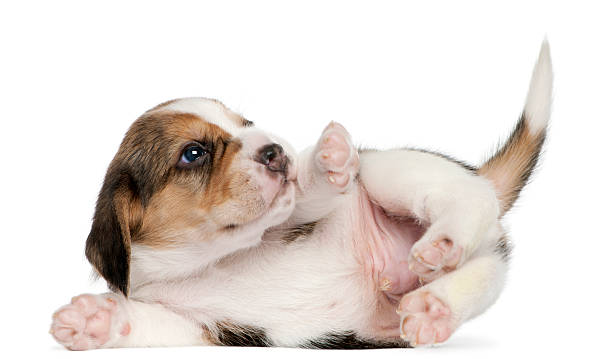 istock Beagle Puppy, 1 month old, lying, isolated on white 450366861