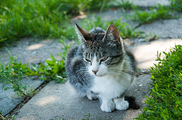 istock domestic cat sitting on the grass 450367125