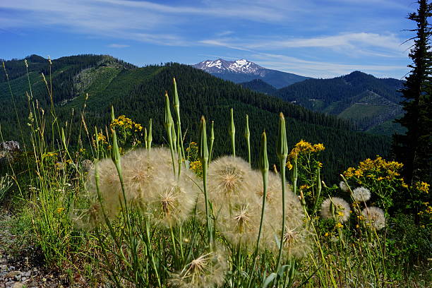 Diamond Peak's Weeds Central Oregon's Cascade Range. willamette national forest stock pictures, royalty-free photos & images