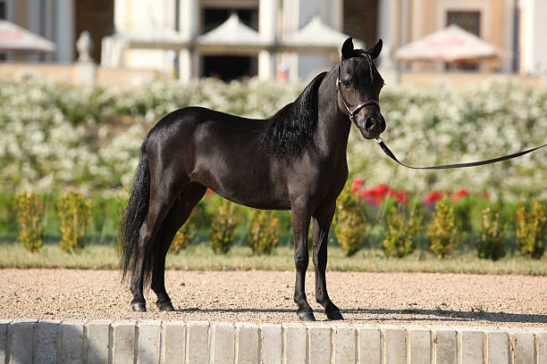 American miniature horse standing