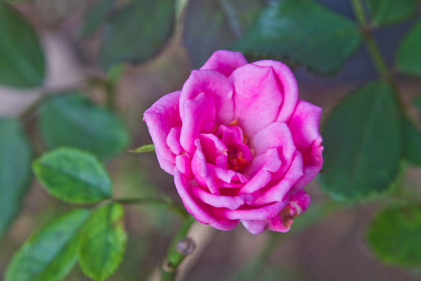 istock pink rose in garden 450368689