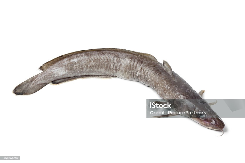 신선한 ling 고기잡이 - 로열티 프리 물고기 스톡 사진