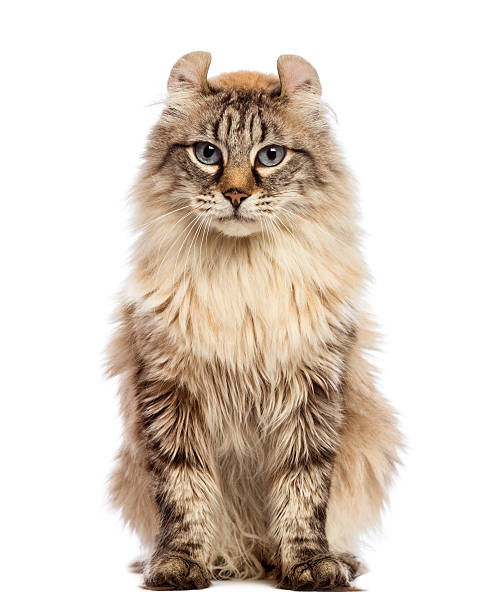 istock American Curl sitting and looking at the camera 450369229