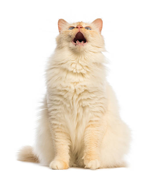 istock Birman cat sitting, looking up and meowing against white background 450369487