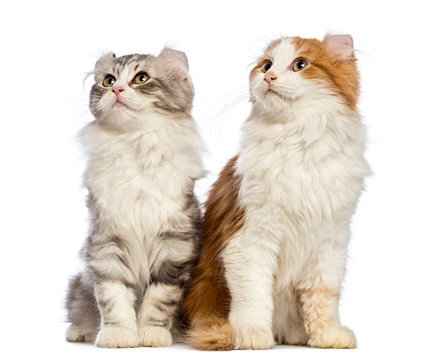 istock Two American Curl kittens sitting and looking up 450369559