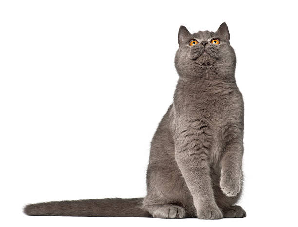 British Shorthair - cat, 7 months old, sitting