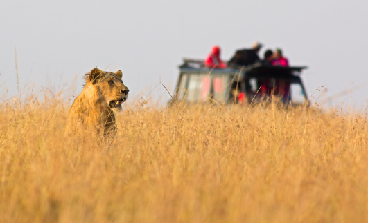Lion in high grass with safari vehicle in background – Masai Mara, Kenya