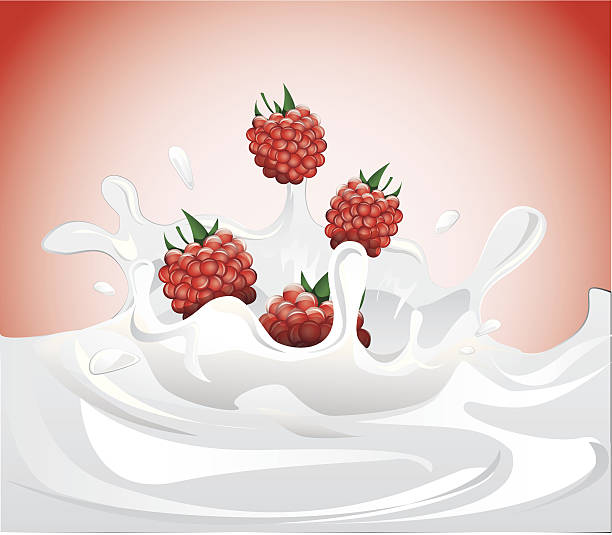 Raspberries splashing in milk vector art illustration
