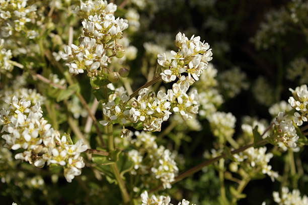 Common Scurvy Grass (Cochlearia Ofﬁcinalis) stock photo