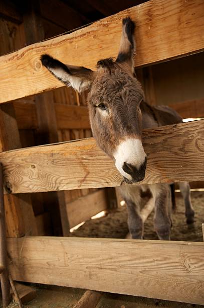 istock Lonely Donkey Looking Out of His Pen 450383803