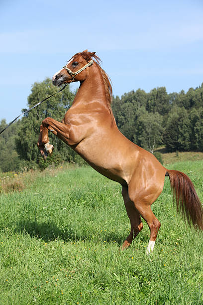 Young arabian horse prancing stock photo