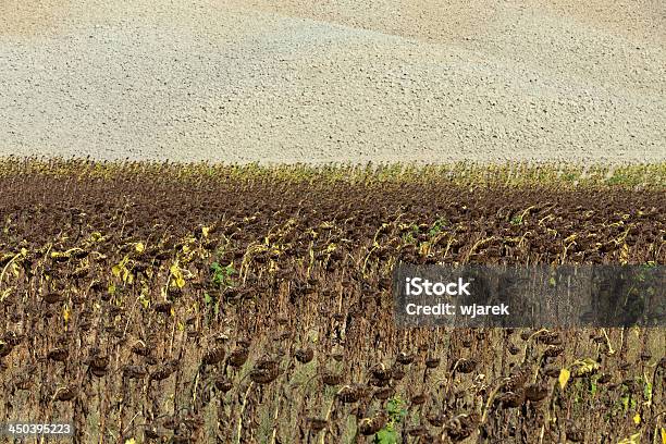 Photo libre de droit de Ripened Tournesols banque d'images et plus d'images libres de droit de Abstrait - Abstrait, Agriculture, Asciano