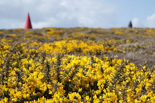 Gorse with Daymarks in Background stock photo