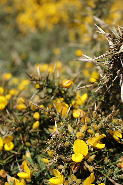 Gorse Close Up stock photo