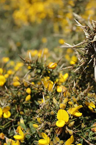 Gorse Close up