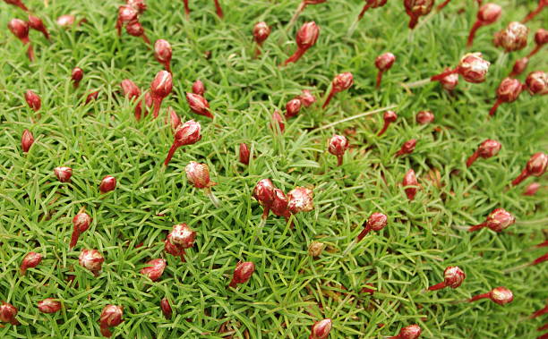 Sea Thrift Buds stock photo