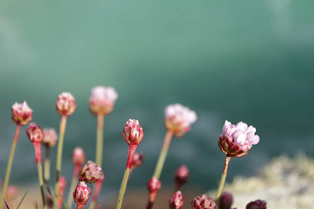 Budding Thrift stock photo