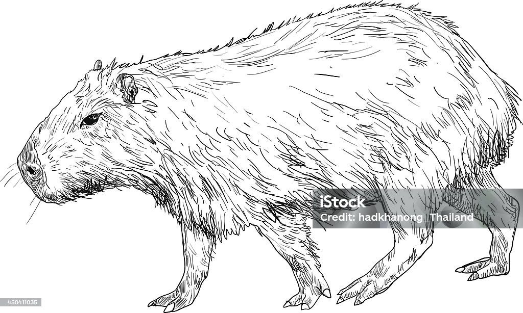 Capybara The vector of capybara. Capybara stock vector