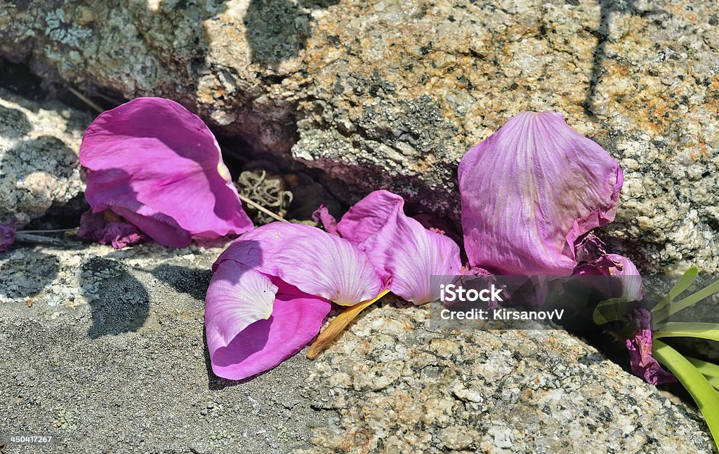 Petals of brier A close up of the petals of brier on stones. Close-up Stock Photo