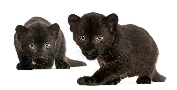 dwa czarna pantera cubs, 3 tygodni, skradać się i podziwiając - leopard prowling black leopard undomesticated cat zdjęcia i obrazy z banku zdjęć